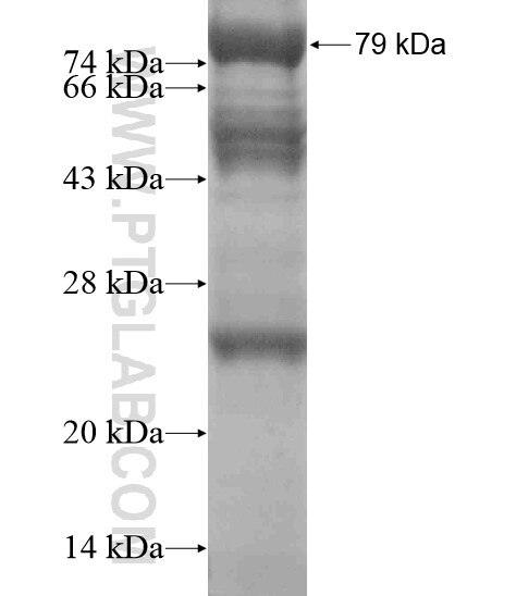 PAX3 fusion protein Ag19009 SDS-PAGE