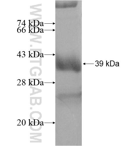 PAX4 fusion protein Ag16022 SDS-PAGE