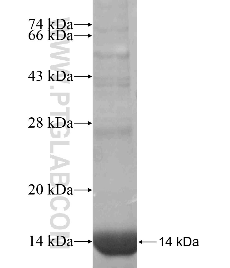 PAX4 fusion protein Ag17007 SDS-PAGE