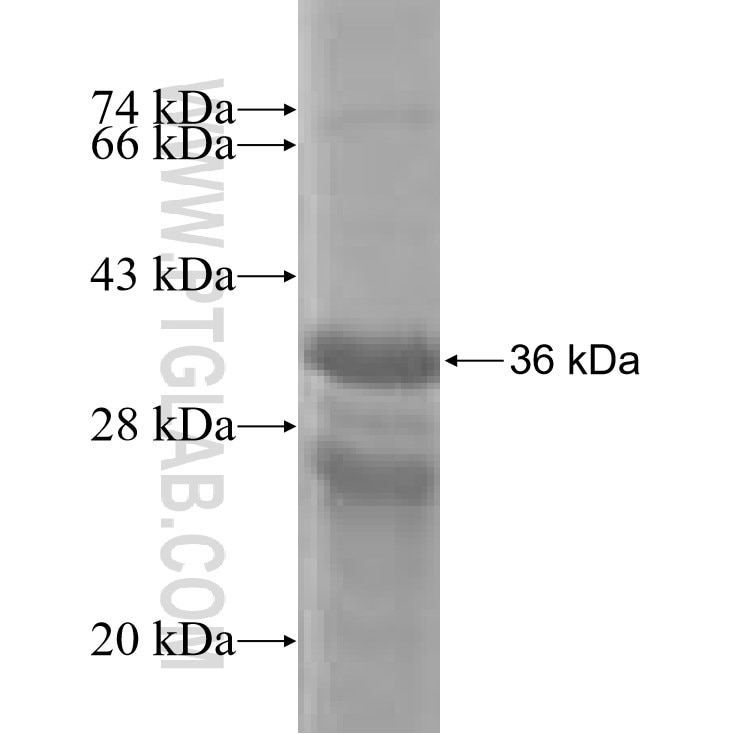 PAX4 fusion protein Ag4111 SDS-PAGE