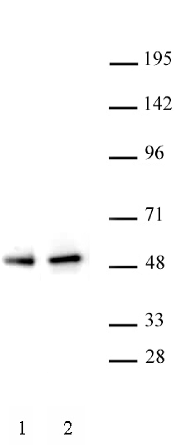 PAX5 antibody (pAb) tested by Western blot. Detection of PAX5 by Western blot. Lane 1: Raji nuclear cell extract (20 ug). Lane 2: Ramos nuclear cell extract (10 ug). Both probed with PAX5 antibody (pAb) at a 1:500 dilution. PAX5 antibody (pAb) tested by Western blot. Detection of PAX5 by Western blot. Lane 1: Raji nuclear cell extract (20 ug). Lane 2: Ramos nuclear cell extract (10 ug). Both probed with PAX5 antibody (pAb) at a 1:500 dilution.