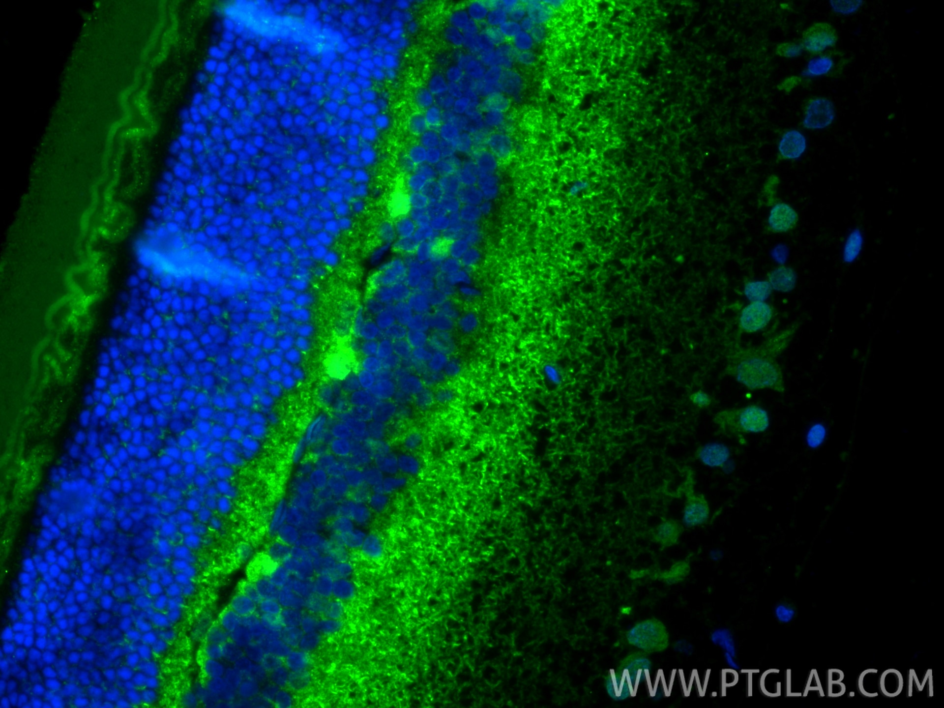 Immunofluorescence (IF) / fluorescent staining of rat eye tissue using PAX6 Polyclonal antibody (12323-1-AP)