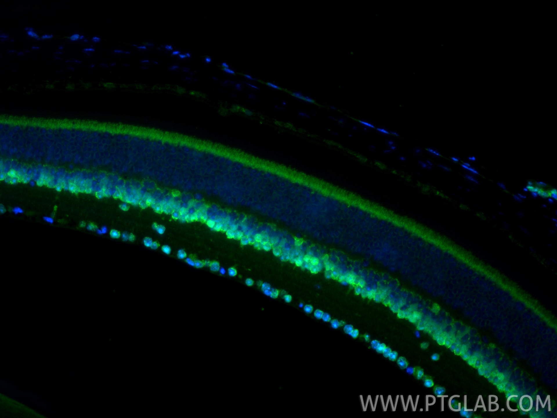 Immunofluorescence (IF) / fluorescent staining of mouse eye tissue using PAX6 Polyclonal antibody (12323-1-AP)