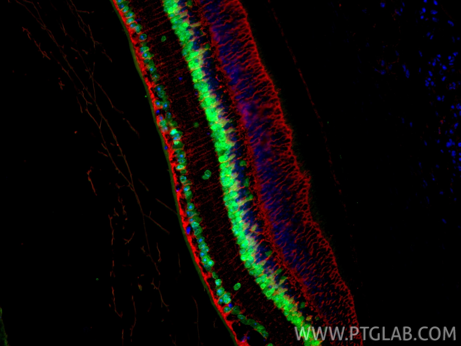 IF Staining of mouse eye using 12323-1-AP Immunofluorescence (IF) / fluorescent staining of mouse eye tissue using PAX6 Polyclonal antibody (12323-1-AP)