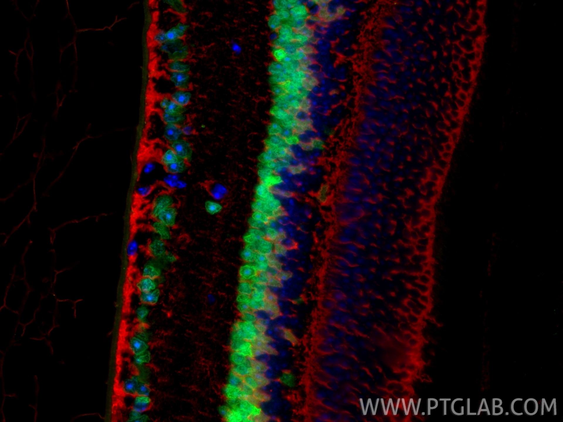 IF Staining of mouse eye using 12323-1-AP Immunofluorescence (IF) / fluorescent staining of mouse eye tissue using PAX6 Polyclonal antibody (12323-1-AP)