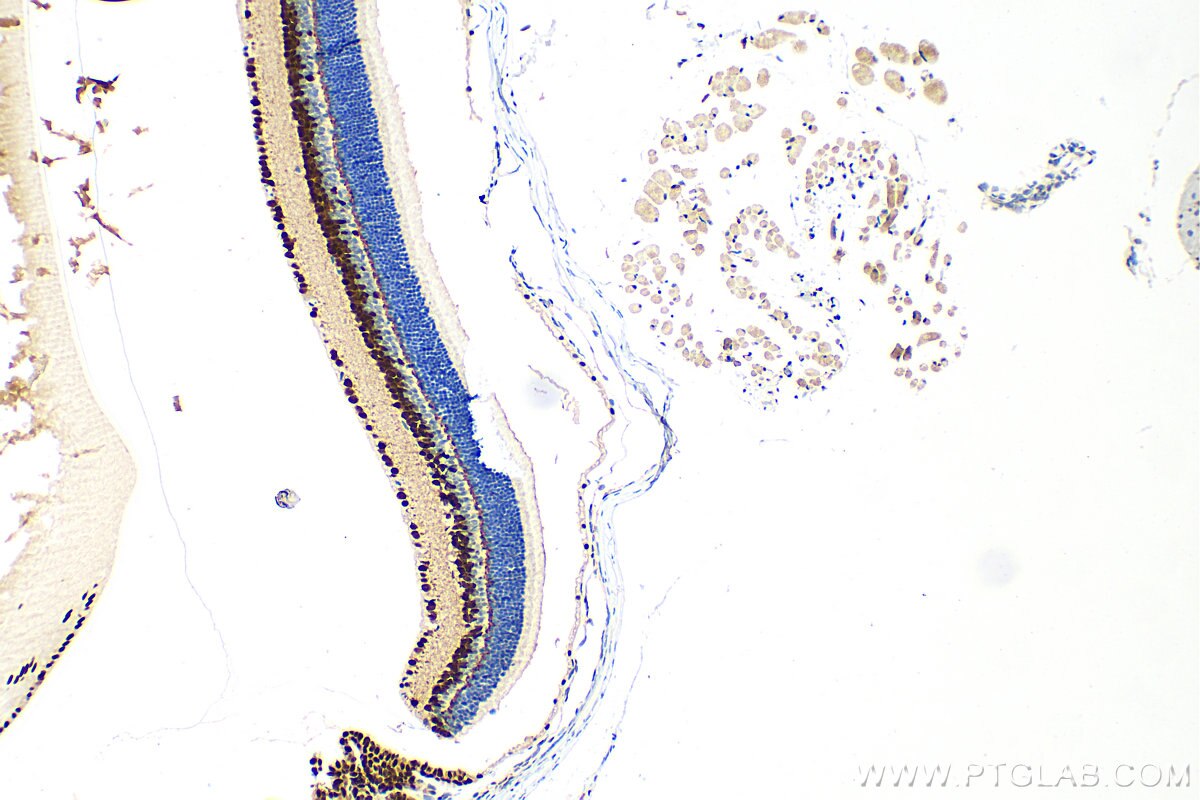 Immunohistochemistry (IHC) staining of mouse eye tissue using PAX6 Polyclonal antibody (12323-1-AP)