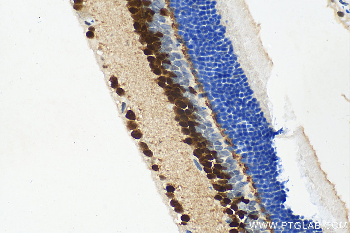 Immunohistochemistry (IHC) staining of mouse eye tissue using PAX6 Polyclonal antibody (12323-1-AP)