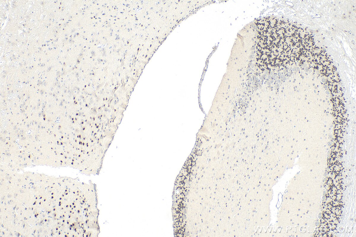 Immunohistochemistry (IHC) staining of mouse cerebellum tissue using PAX6 Polyclonal antibody (12323-1-AP)