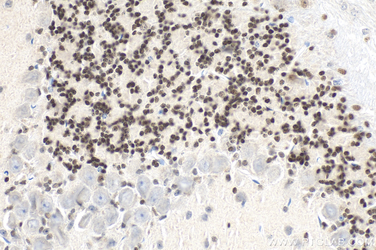 Immunohistochemistry (IHC) staining of mouse cerebellum tissue using PAX6 Polyclonal antibody (12323-1-AP)