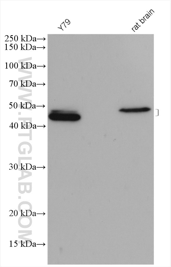 Western Blot (WB) analysis of various lysates using PAX6 Polyclonal antibody (12323-1-AP)