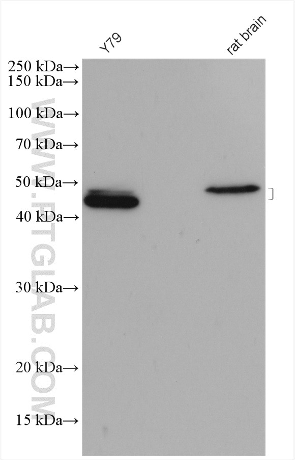 WB analysis using 12323-1-AP