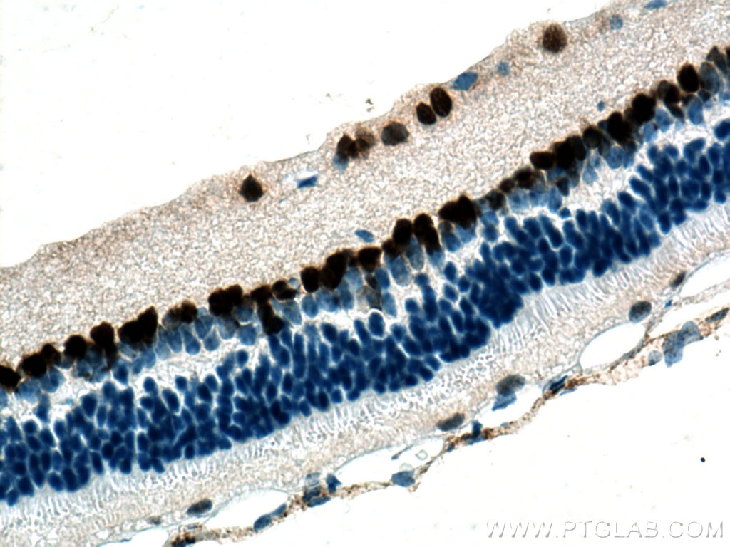 Immunohistochemistry (IHC) staining of mouse eye tissue using PAX6 Monoclonal antibody (67529-1-Ig)