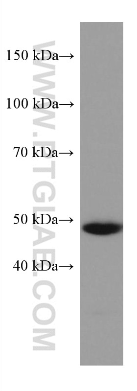 Western Blot (WB) analysis of HeLa cells using PAX6 Monoclonal antibody (67529-1-Ig)