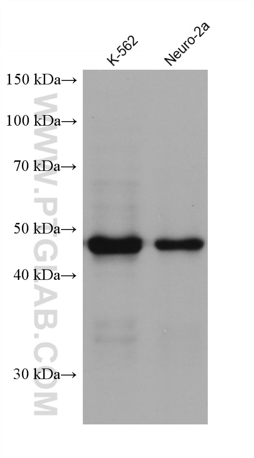 Western Blot (WB) analysis of various lysates using PAX6 Monoclonal antibody (67529-1-Ig)