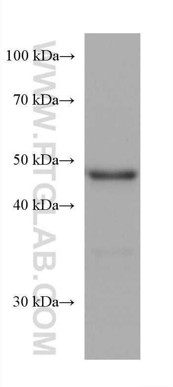 Western Blot (WB) analysis of HeLa cells using PAX6 Monoclonal antibody (67529-1-Ig)