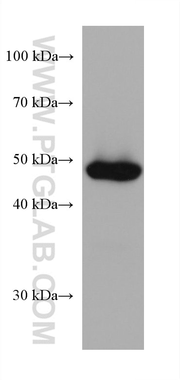Western Blot (WB) analysis of hTERT-RPE1 cells using PAX6 Monoclonal antibody (67529-1-Ig)