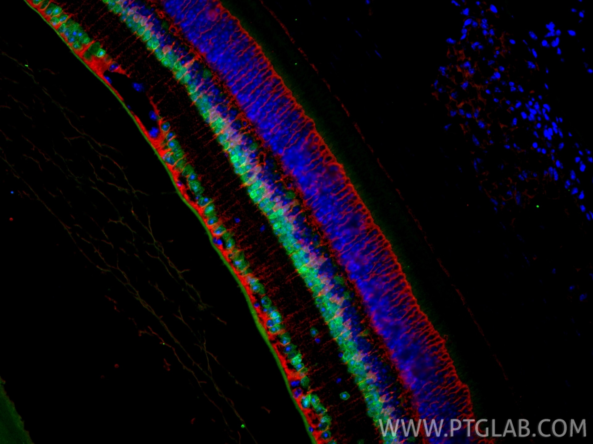 IF Staining of mouse eye using 84345-5-RR (same clone as 84345-5-PBS) Immunofluorescence (IF) / fluorescent staining of mouse eye tissue using PAX6 Recombinant monoclonal antibody (84345-5-RR)