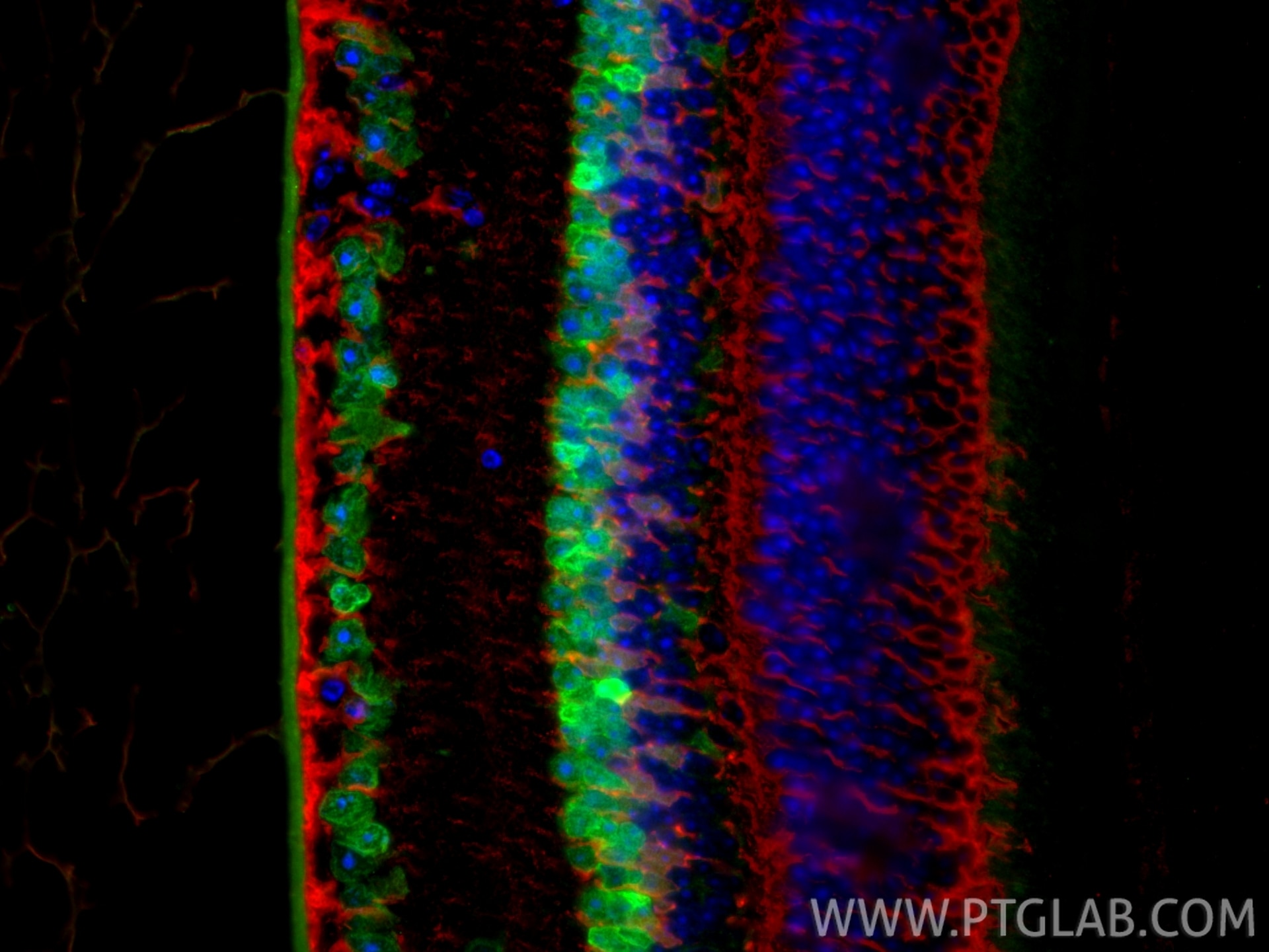 IF Staining of mouse eye using 84345-5-RR (same clone as 84345-5-PBS) Immunofluorescence (IF) / fluorescent staining of mouse eye tissue using PAX6 Recombinant monoclonal antibody (84345-5-RR)