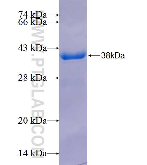 PAX6 fusion protein Ag26444 SDS-PAGE