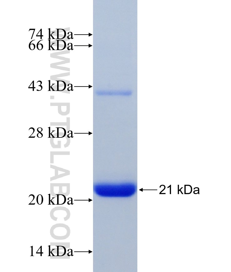 PAX6 fusion protein Ag26651 SDS-PAGE