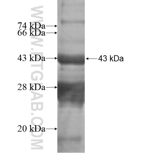 PAX6 fusion protein Ag16024 SDS-PAGE PAX6 fusion protein Ag16024 SDS-PAGE