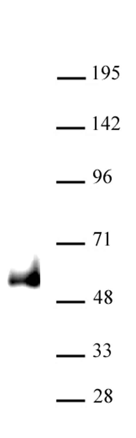 PAX6 antibody (pAb) tested by Western blot. Detection of PAX6 by Western blot. The analysis was performed using 30 ug HEK293 nuclear extract and PAX6 (pAb) at a 1:500 dilution.