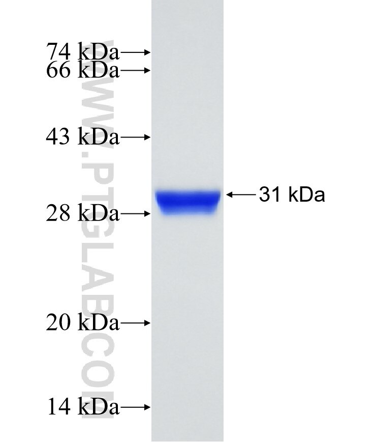 PAX7 fusion protein Ag25366 SDS-PAGE