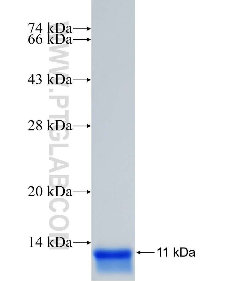 PAX7 fusion protein Ag25377 SDS-PAGE