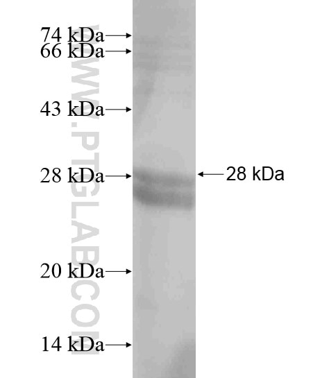 PAX7 fusion protein Ag19171 SDS-PAGE