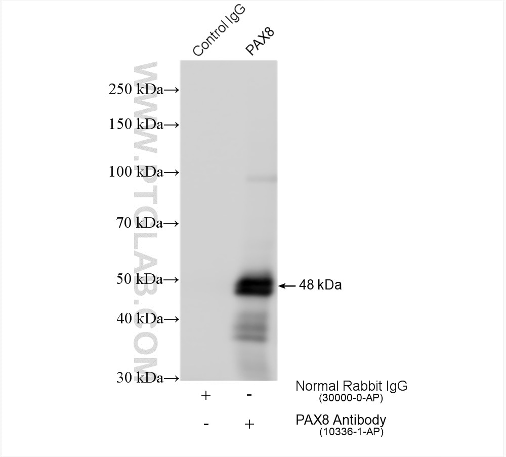 Immunoprecipitation (IP) experiment of SKOV-3 cells using PAX8 Polyclonal antibody (10336-1-AP)