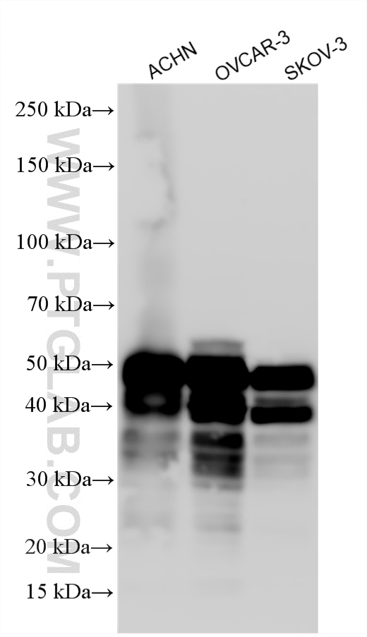 Western Blot (WB) analysis of various lysates using PAX8 Polyclonal antibody (10336-1-AP)
