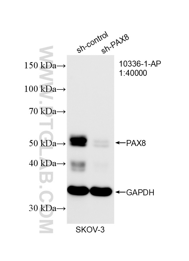 Western Blot (WB) analysis of SKOV-3 cells using PAX8 Polyclonal antibody (10336-1-AP)
