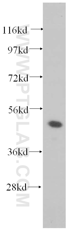 Western Blot (WB) analysis of NIH/3T3 cells using PAX8 Polyclonal antibody (10336-1-AP)