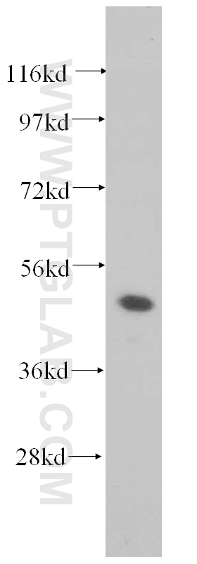 WB analysis of NIH/3T3 using 10336-1-AP