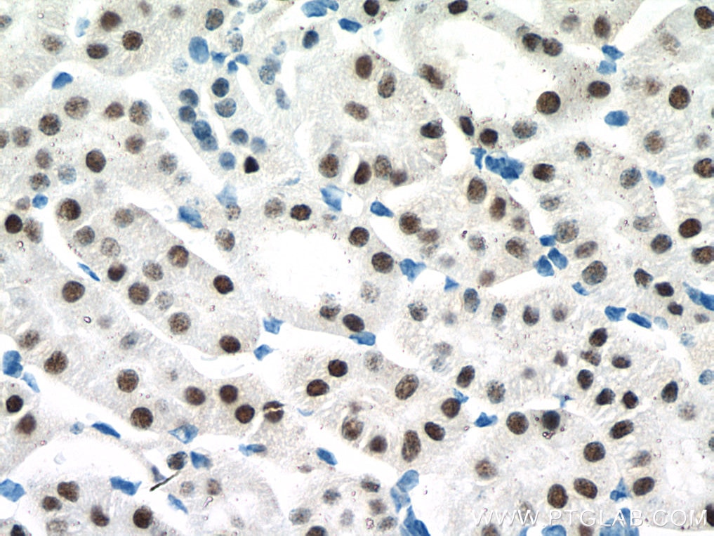 Immunohistochemistry (IHC) staining of mouse kidney tissue using PAX8 Monoclonal antibody (60145-4-Ig)