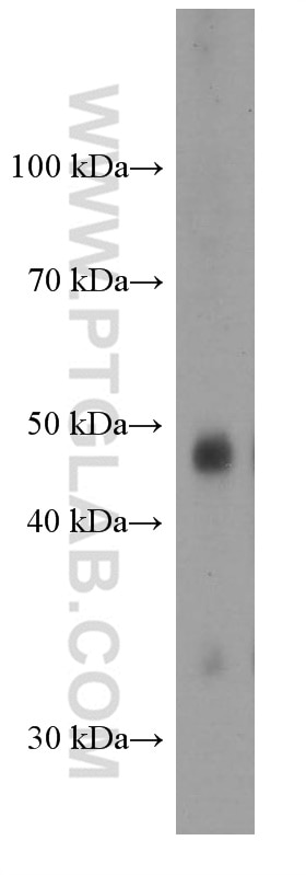 Western Blot (WB) analysis of human thyroid gland tissue using PAX8 Monoclonal antibody (60145-4-Ig)