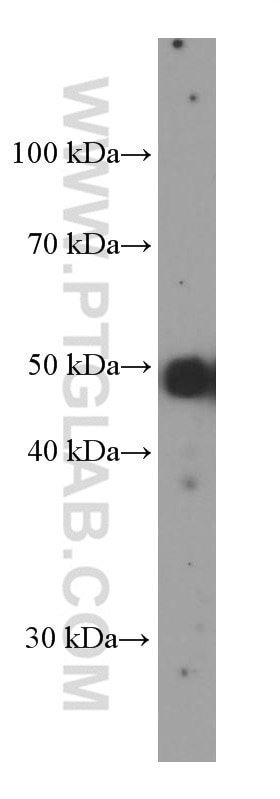 Western Blot (WB) analysis of SKOV-3 cells using PAX8 Monoclonal antibody (60145-4-Ig)