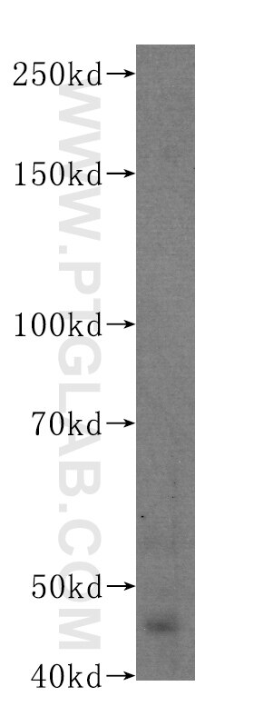 Western Blot (WB) analysis of HepG2 cells using PAX8 Monoclonal antibody (60145-4-Ig)