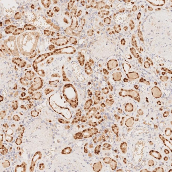 Immunohistochemistry (IHC) staining of human kidney tissue using PAX8 Recombinant monoclonal antibody (80756-1-RR)