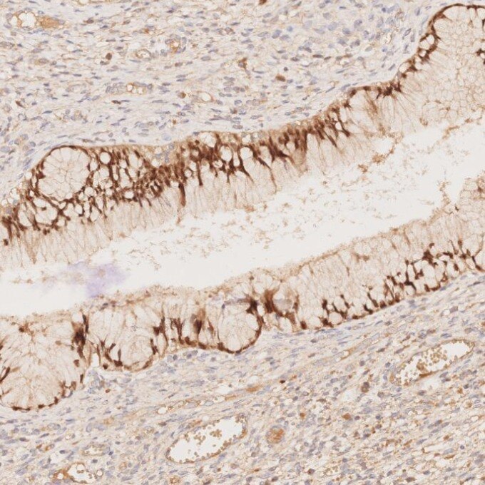 Immunohistochemistry (IHC) staining of human cervix tissue using PAX8 Recombinant monoclonal antibody (80756-1-RR)