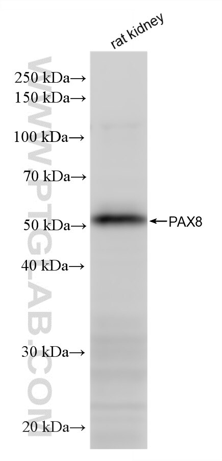 Western Blot (WB) analysis of various lysates using PAX8 Recombinant monoclonal antibody (80756-1-RR)