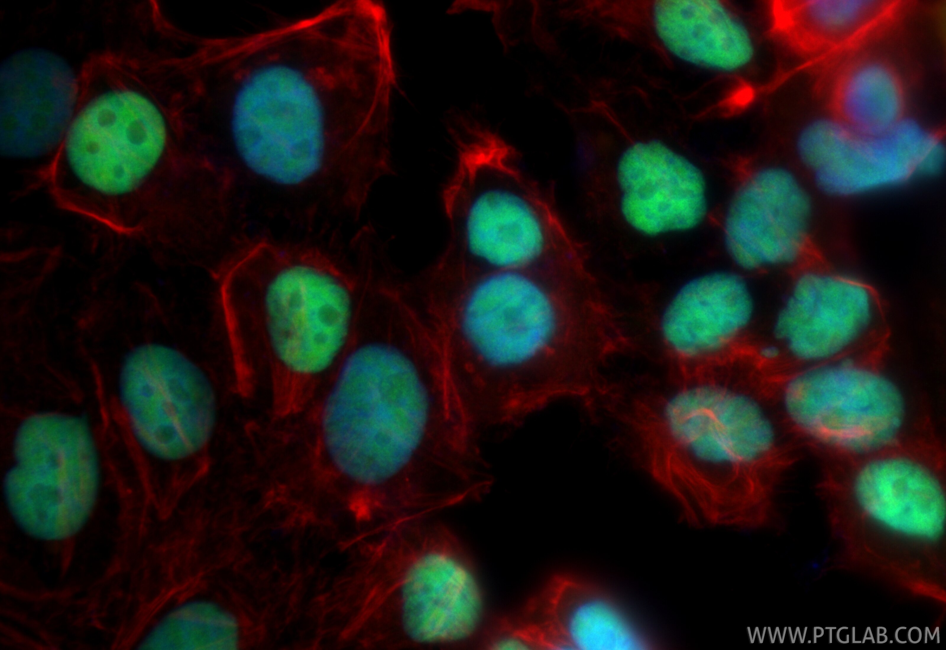 Immunofluorescence (IF) / fluorescent staining of OVCAR-3 cells using PAX8 Recombinant monoclonal antibody (81032-1-RR)