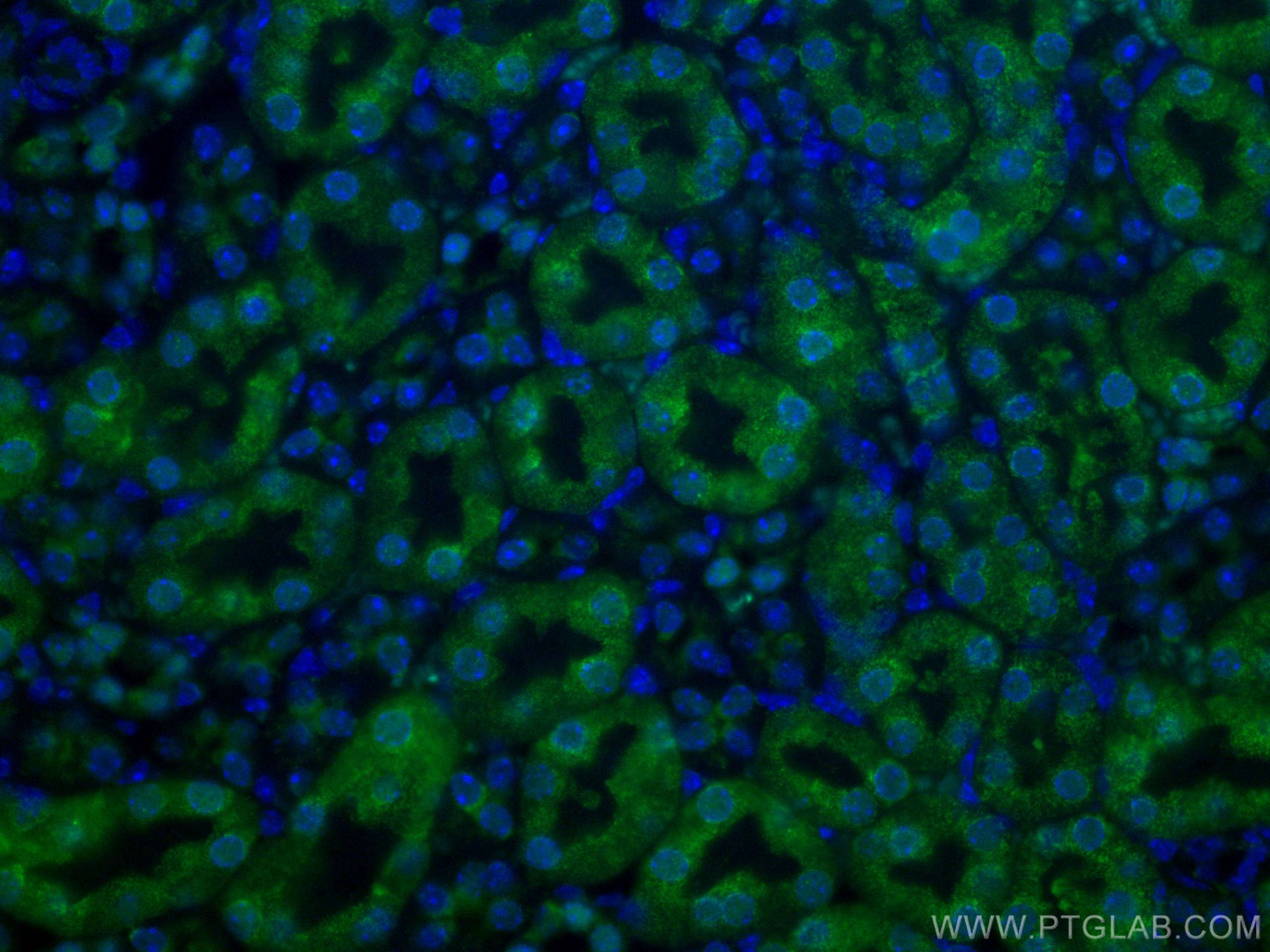 IF Staining of mouse kidney using CL488-60145