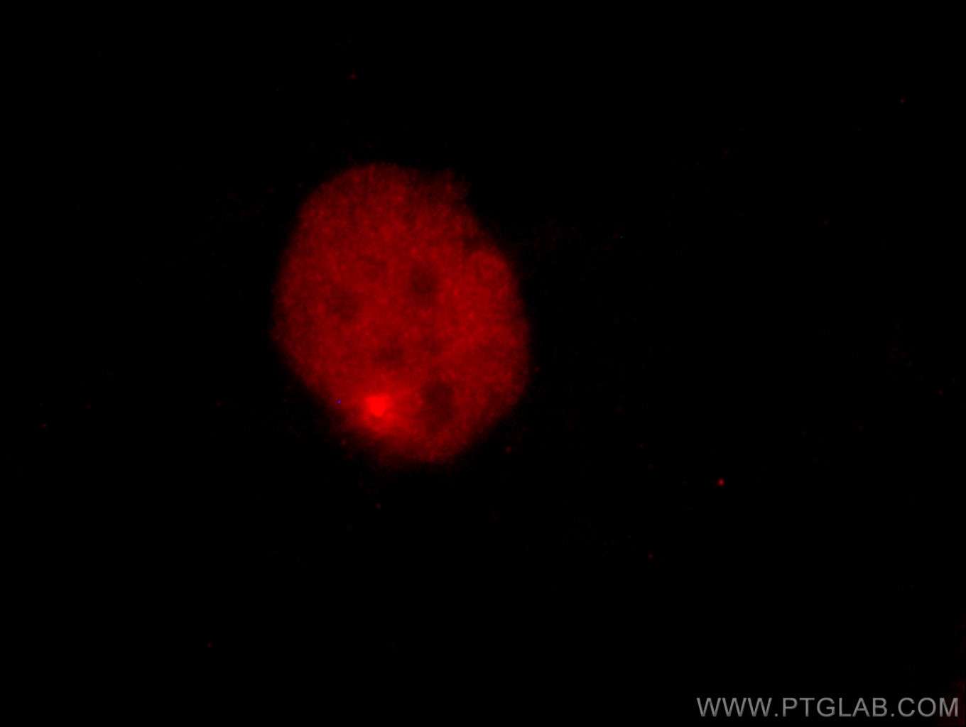 Immunofluorescence (IF) / fluorescent staining of SKOV-3 cells using CoraLite®594-conjugated PAX8 Monoclonal antibody (CL594-60145)