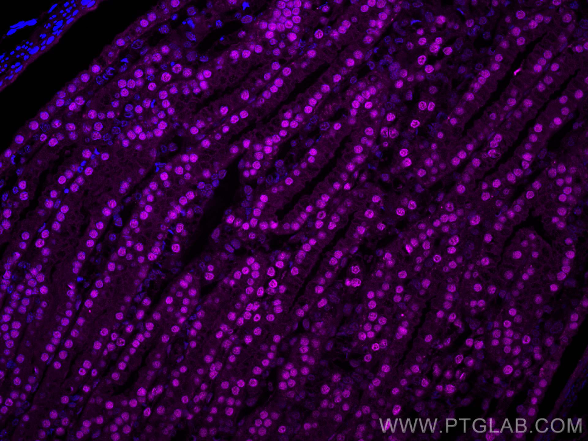 Immunofluorescence (IF) / fluorescent staining of mouse kidney tissue using CoraLite® Plus 647-conjugated PAX8 Polyclonal anti (CL647-10336)