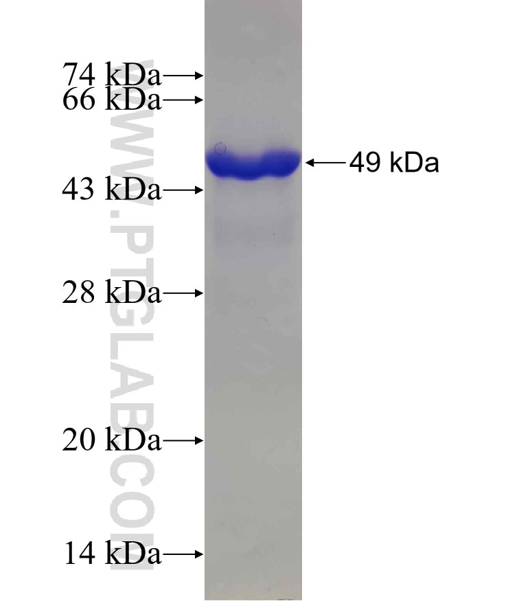PAX8 fusion protein Ag0306 SDS-PAGE
