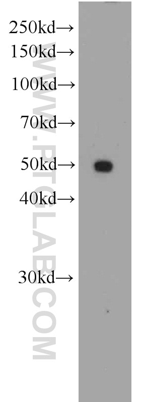 Western Blot (WB) analysis of SKOV-3 cells using PAX8-Specific Monoclonal antibody (66073-1-Ig)