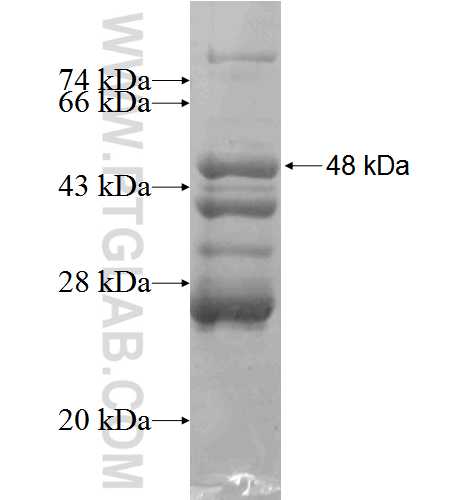 PAX9 fusion protein Ag3897 SDS-PAGE