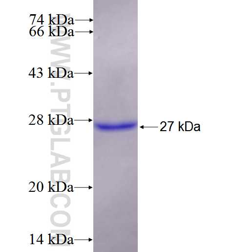 PAXIP1 fusion protein Ag26485 SDS-PAGE