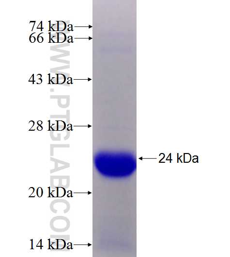 PAXIP1 fusion protein Ag27113 SDS-PAGE